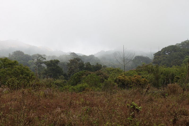 The clouds climb the hill and filter through the trees.